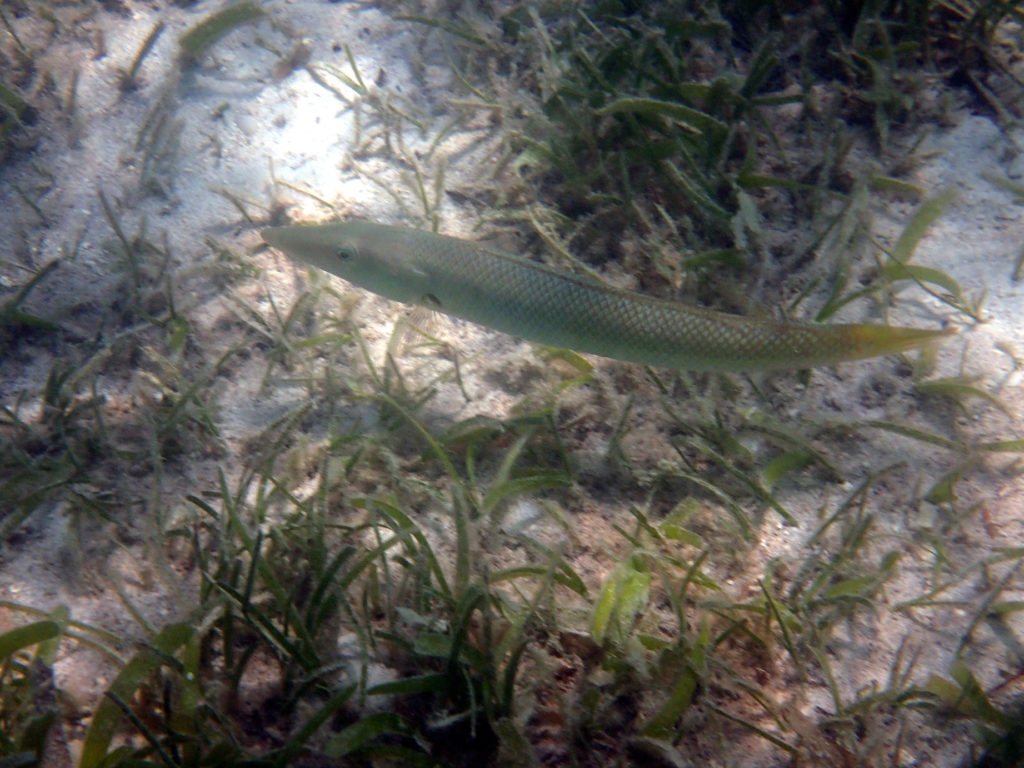 Cheilio inermis