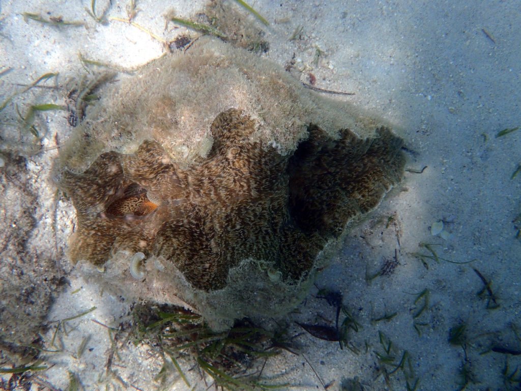 Hippopus hippopus