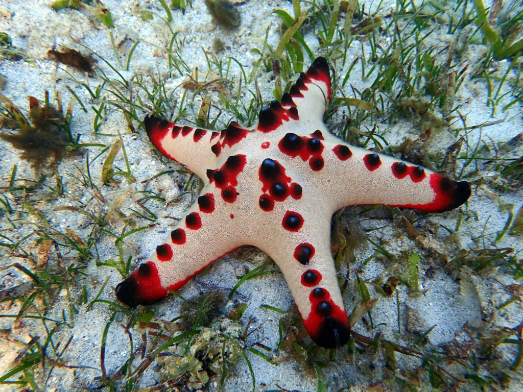 Protoreaster nodosus