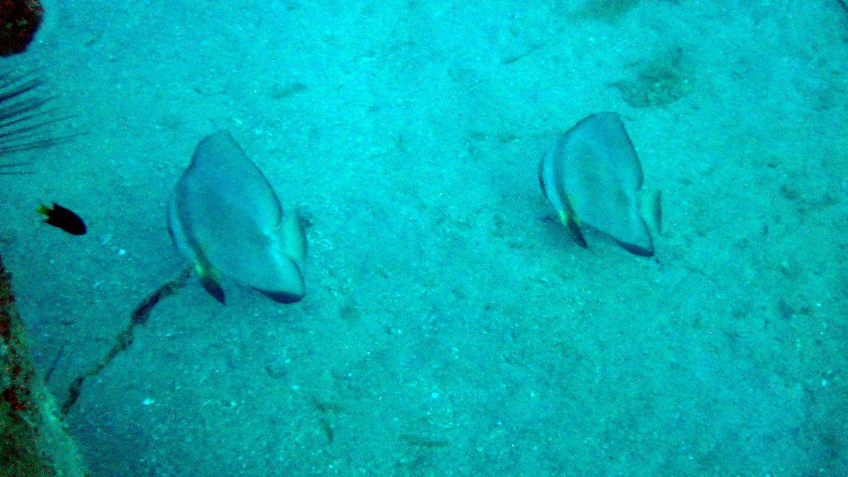 Platax teira