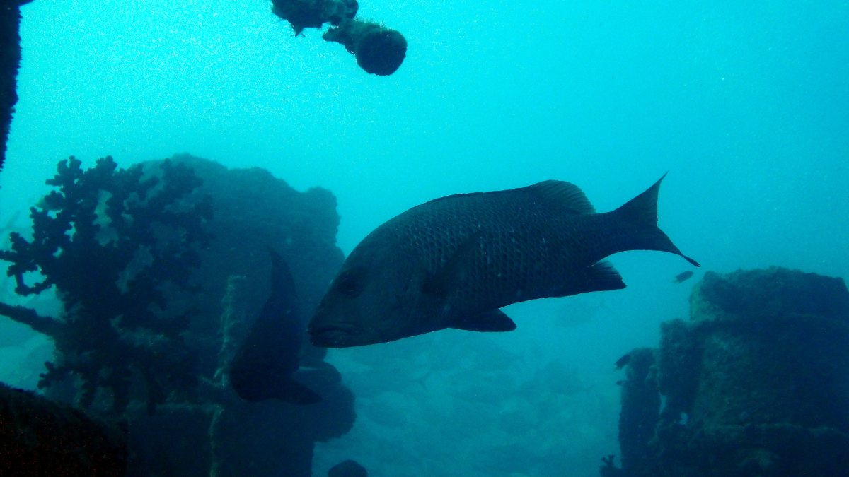 Lutjanus argentimaculatus