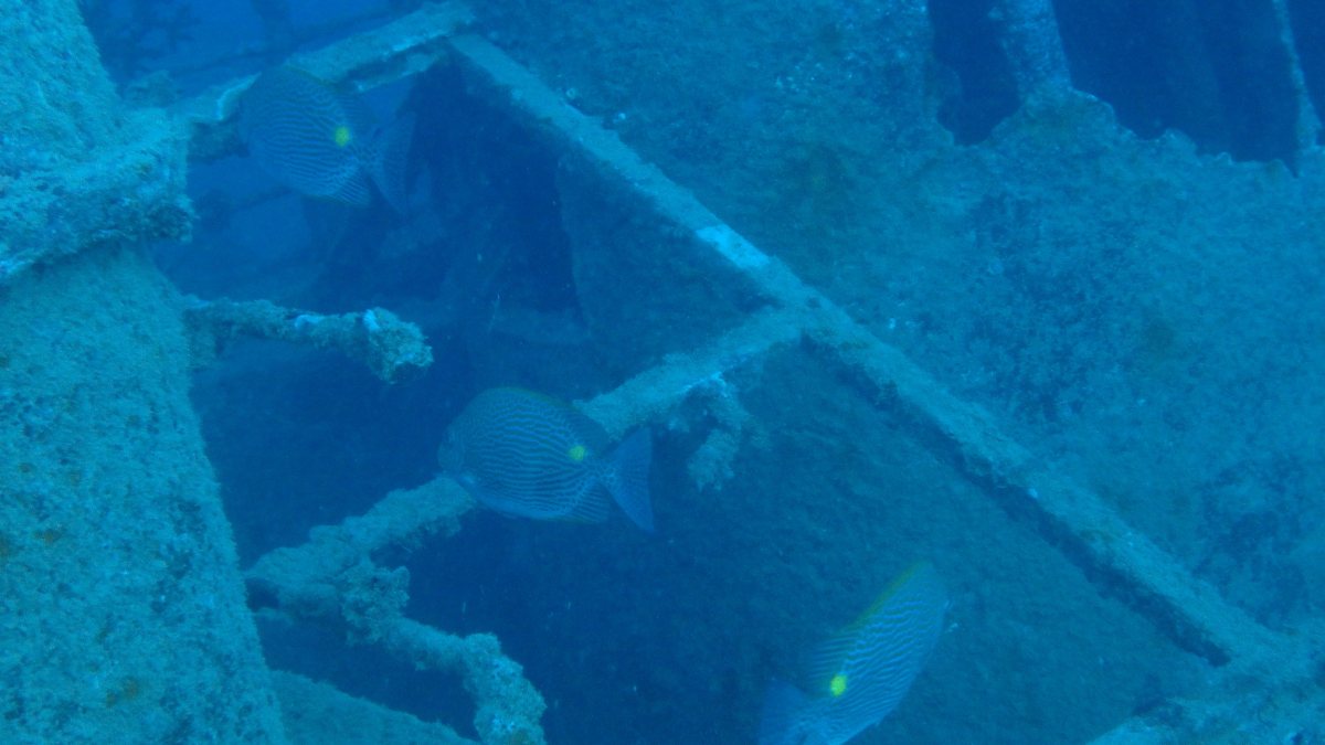 Siganus lineatus