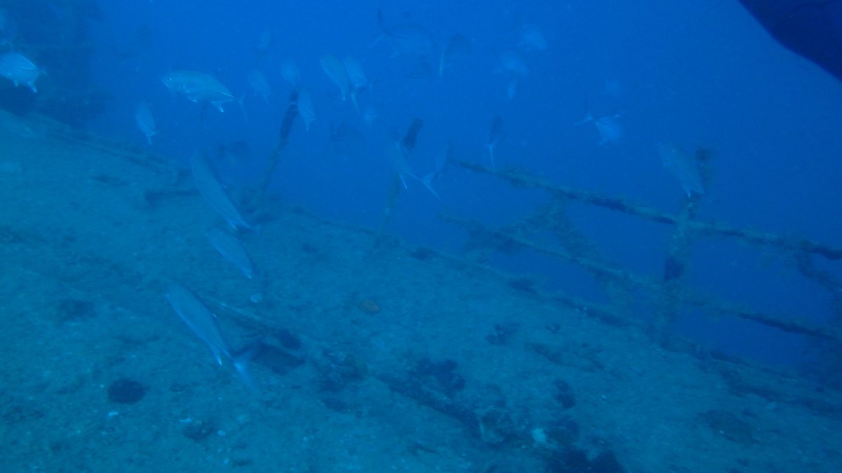 Carangoides gymnostethus