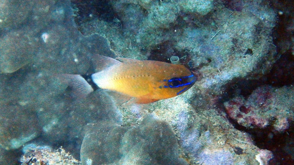 Ostorhinchus aureus