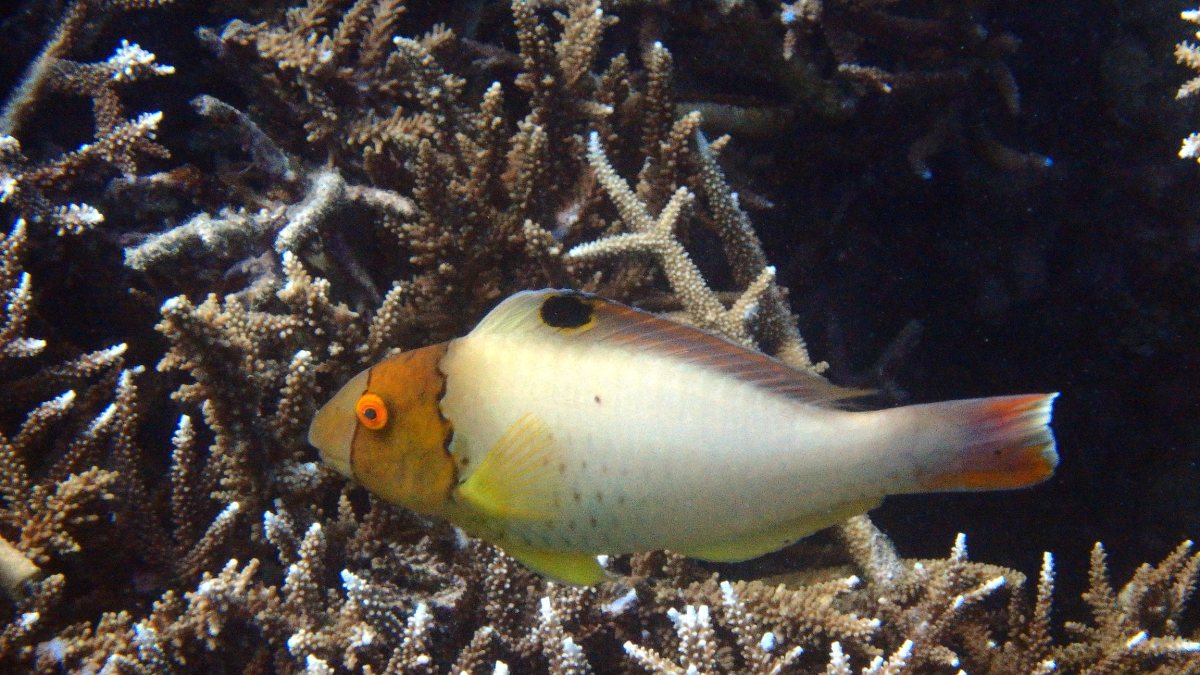 Cetoscarus ocellatus
