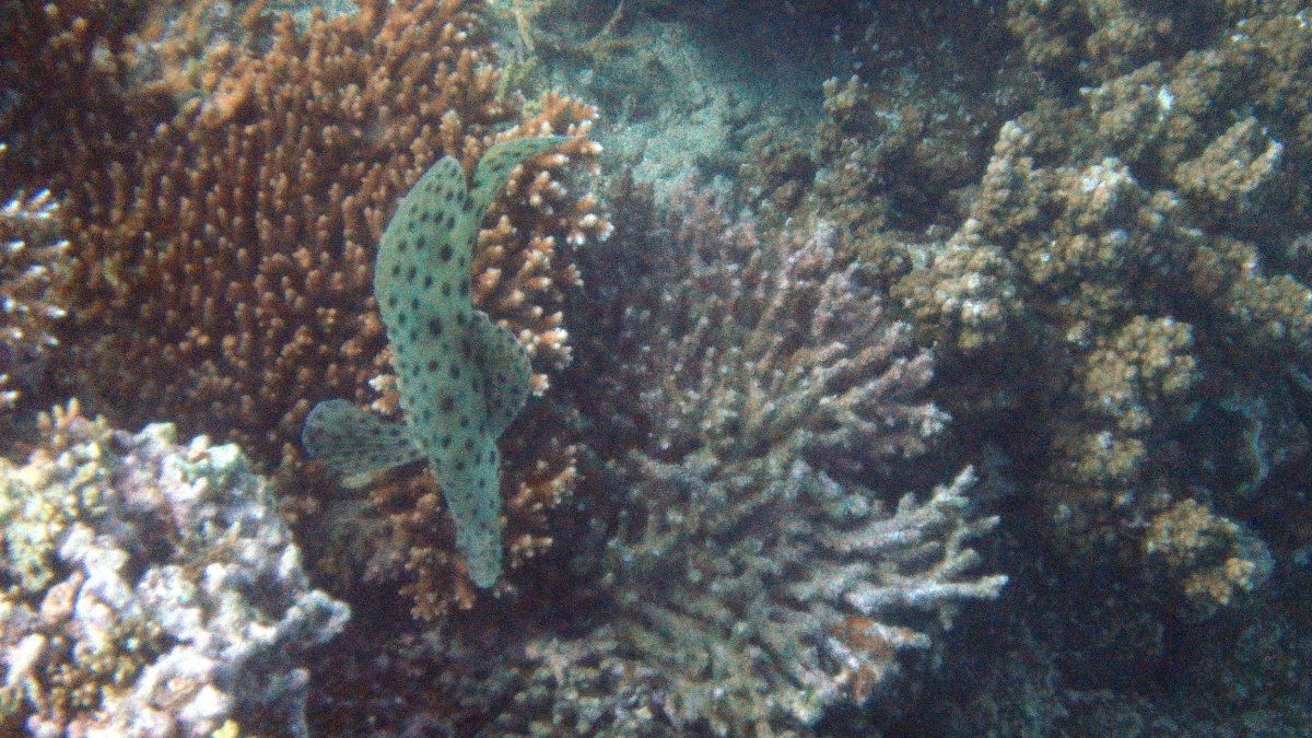 Cromileptes altivelis