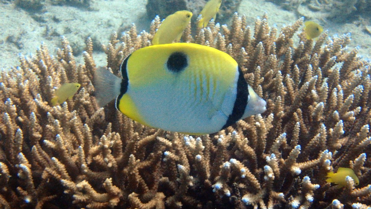 Chaetodon unimaculatus