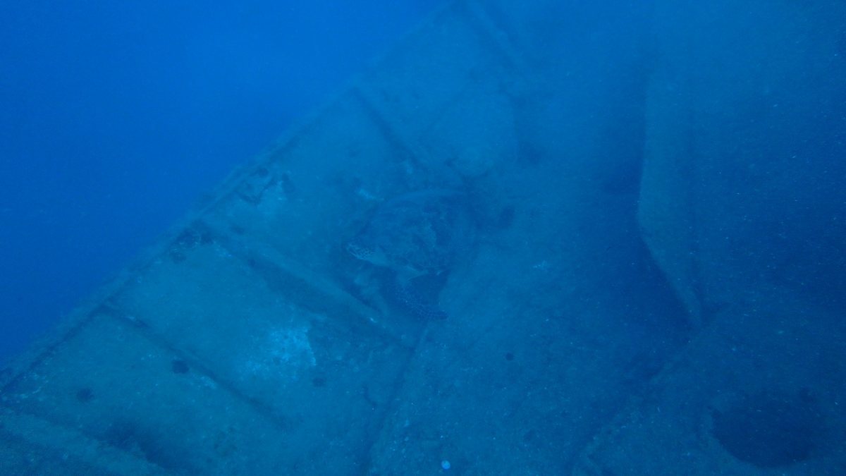 Chelonia mydas (tortue verte)