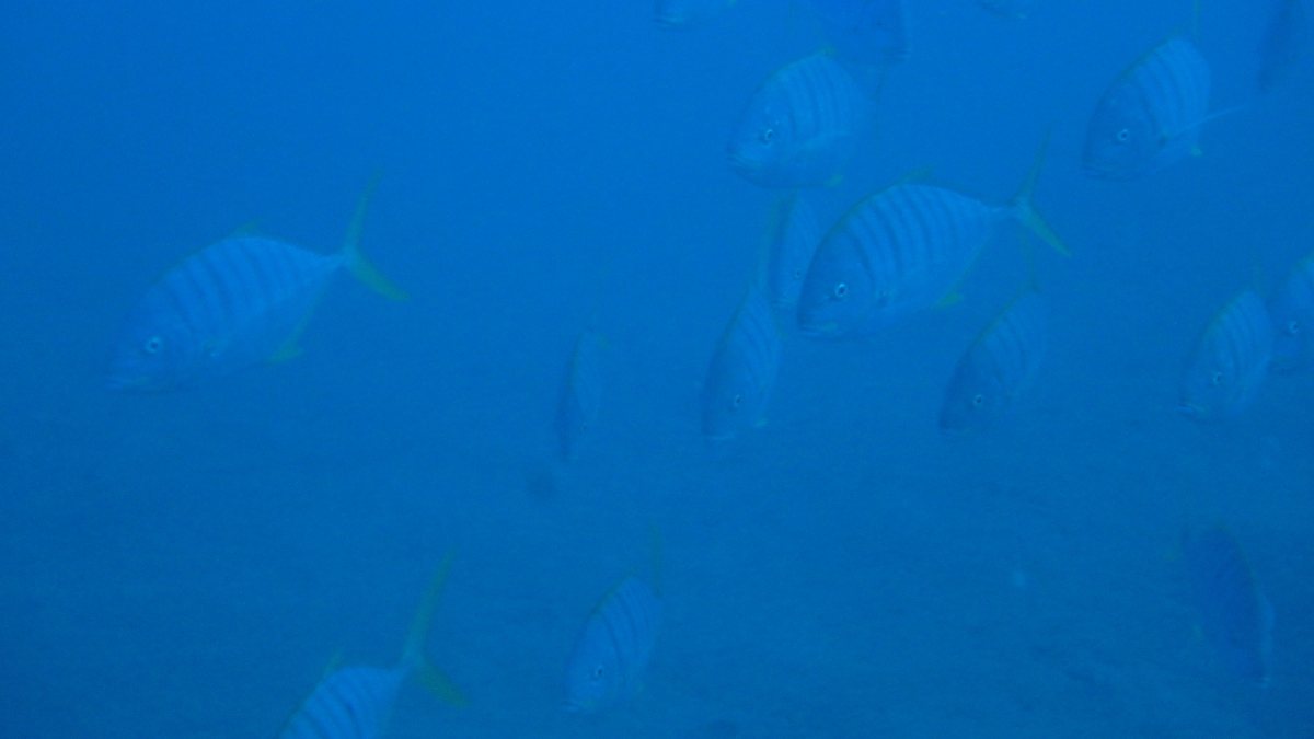 Gnathanodon speciosus
