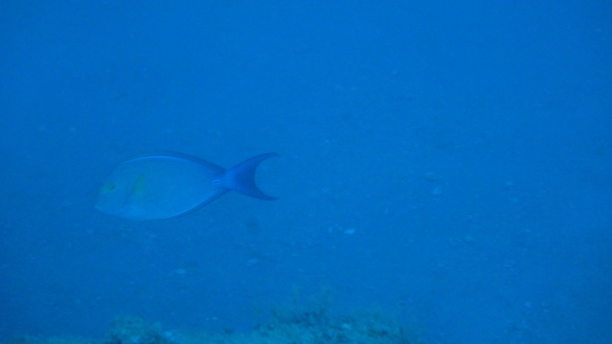 Acanthurus xanthopterus
