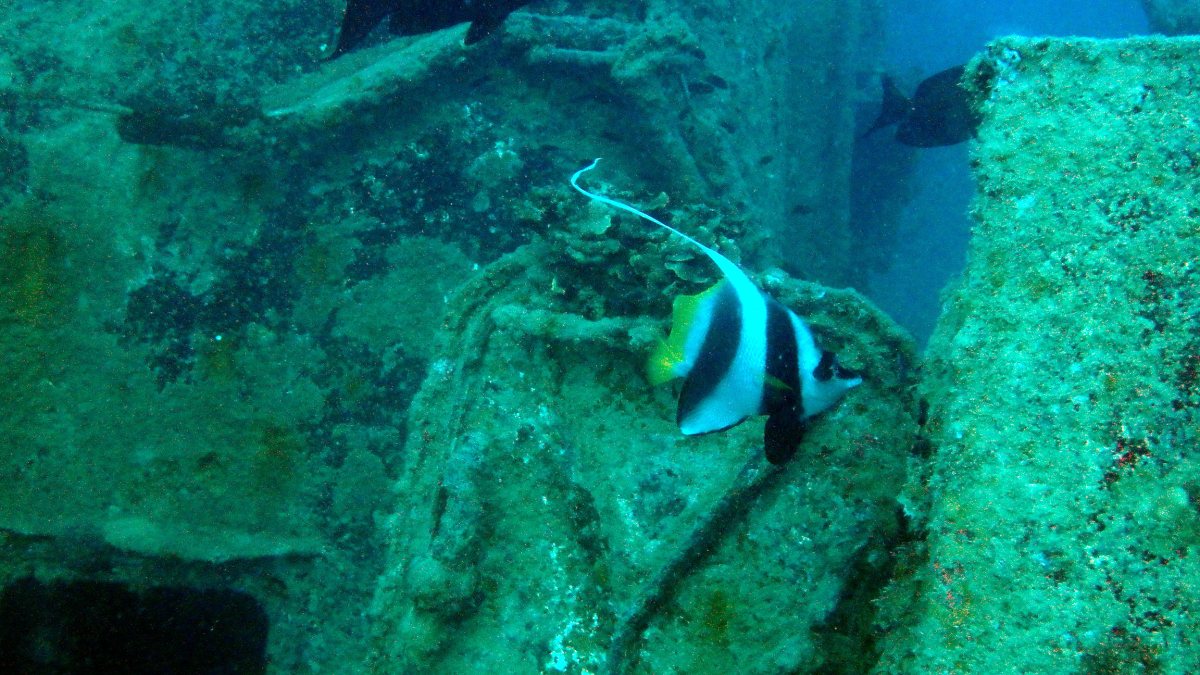 Heniochus acuminatus