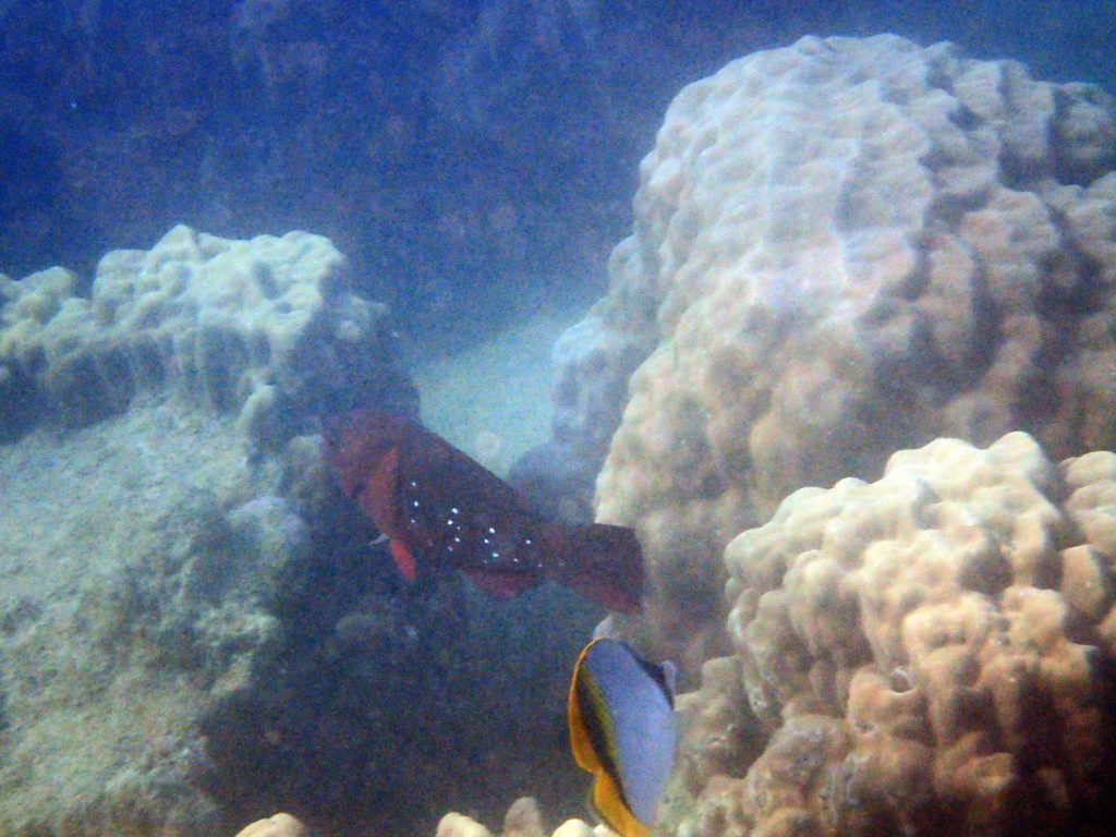 Scarus altipinnis
