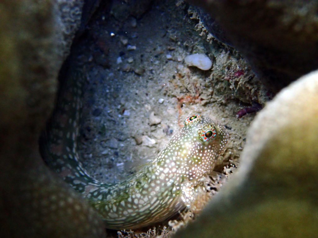 Salarias alboguttatus