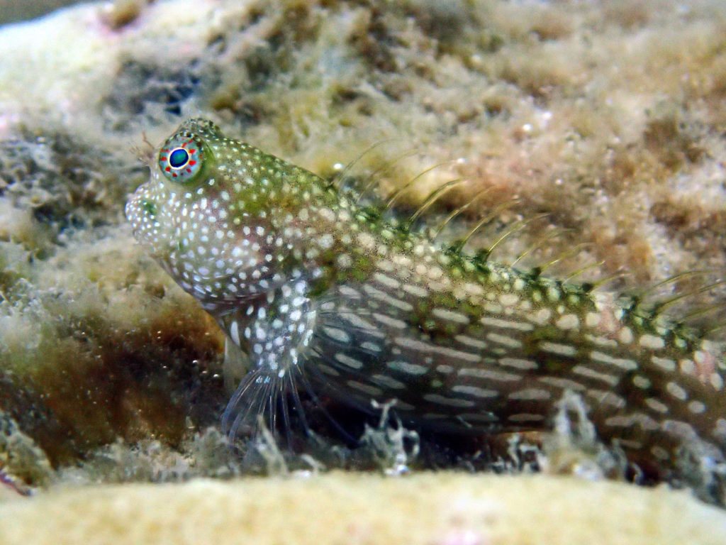 Crossosalarias macrospilus