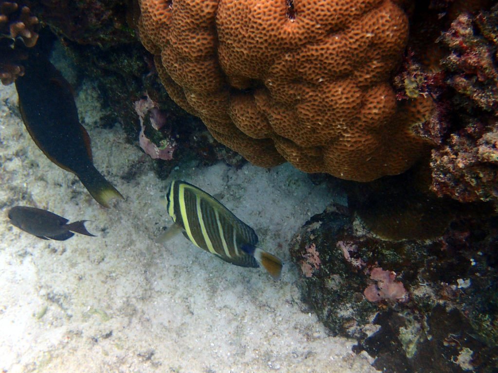 Zebrasoma velifer