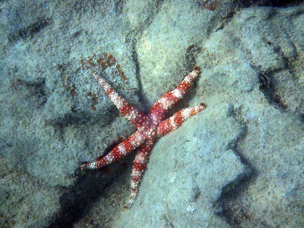 Nardoa gomophia