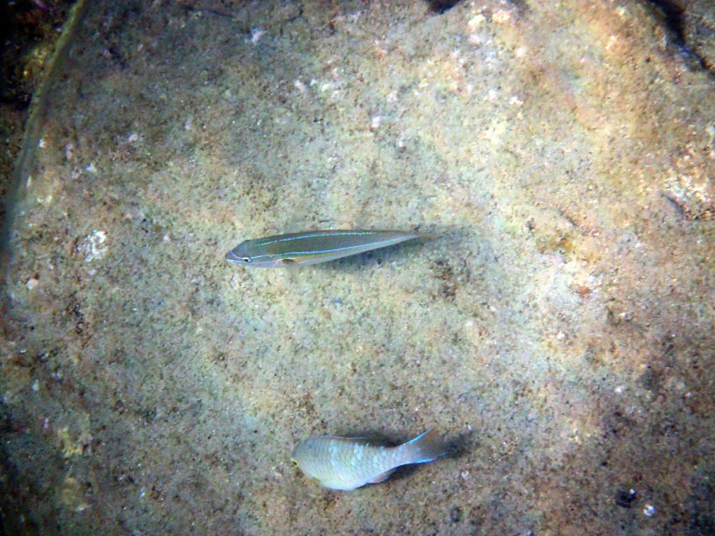 Stethojulis strigiventer