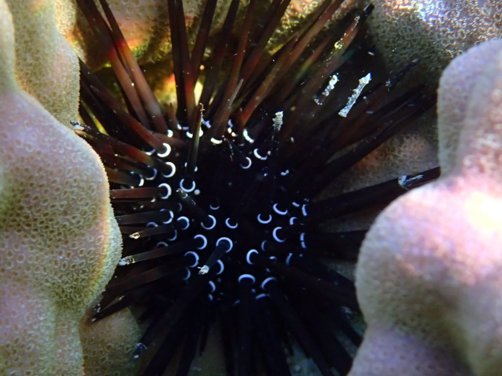 Paraselenia gratiosa