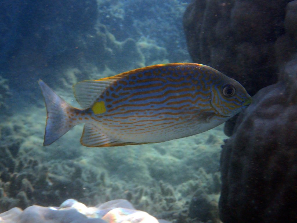 Siganus lineatus