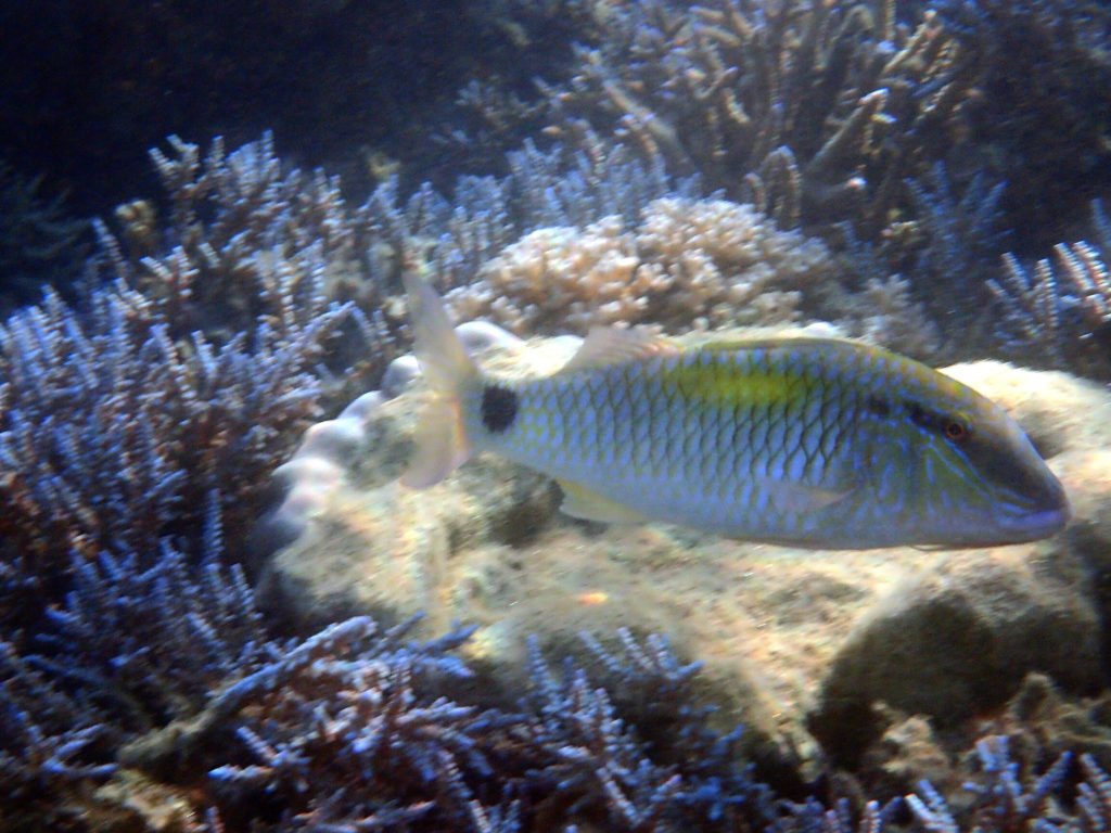Parupeneus indicus