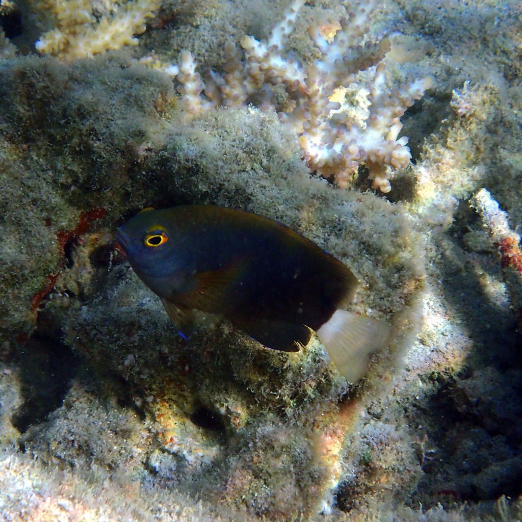 Pomacentrus chrysurus