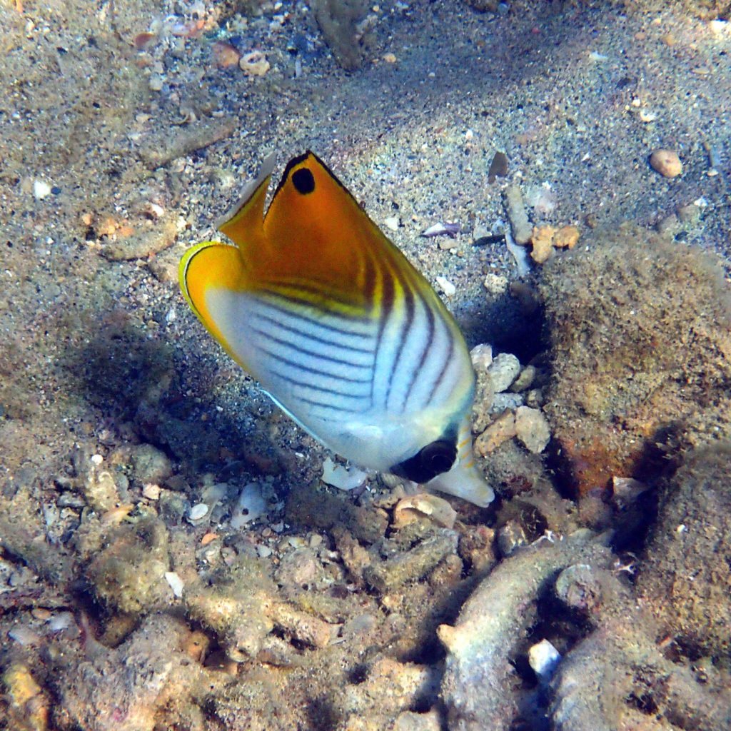 Chaetodon auriga