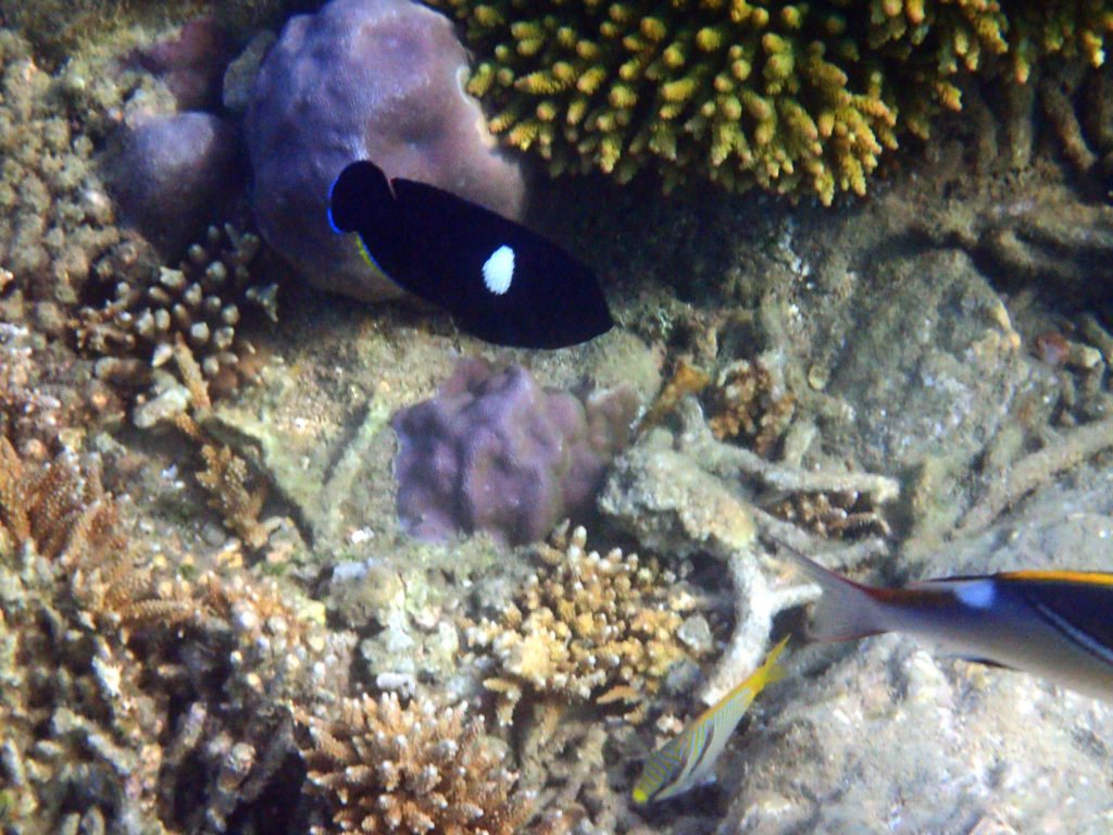 Centropyge tibicen