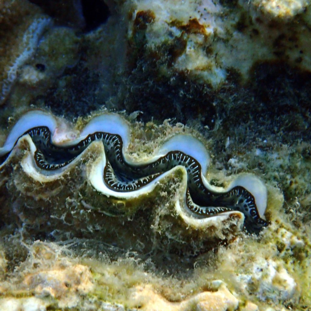 Bénitier
