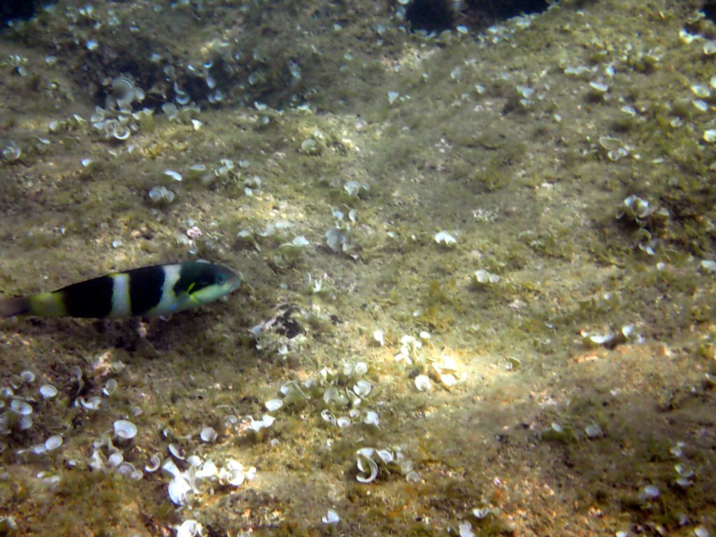 Thalassoma nigrofasciatum