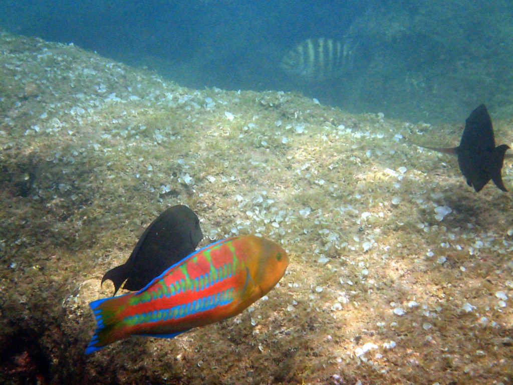 Thalassoma purpureum