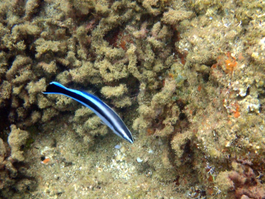 Labroides dimidiatus
