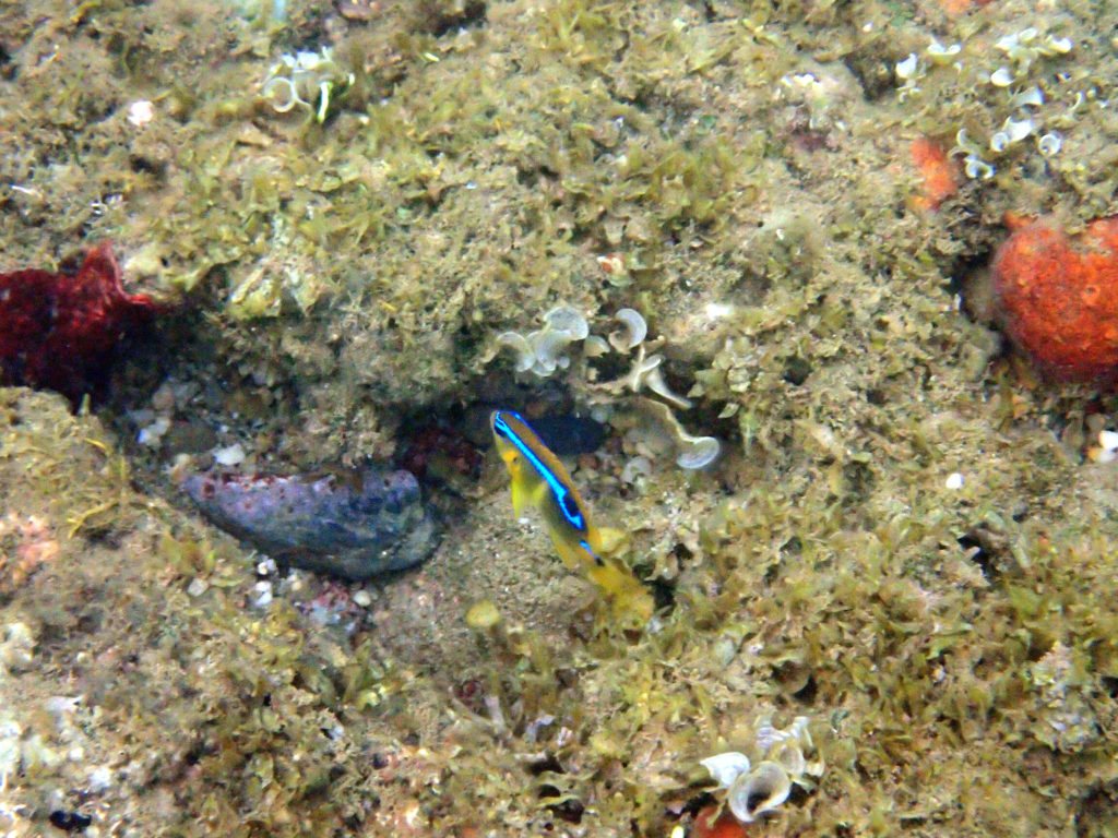 Pomacentrus grammorhynchus