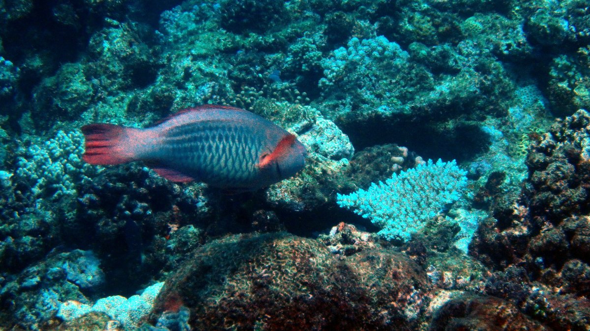 Scarus frenatus