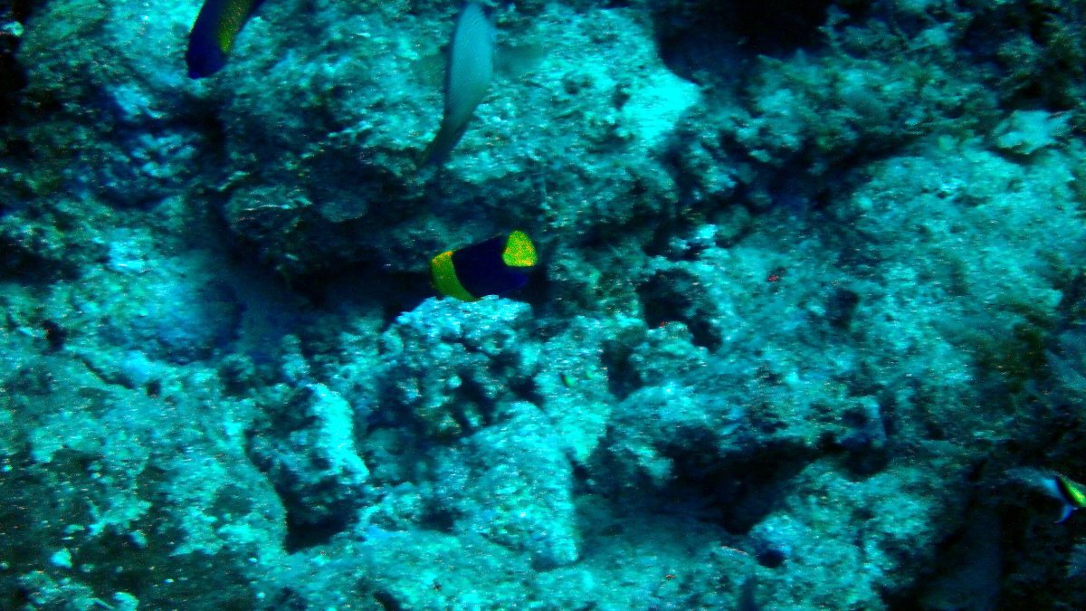 Centropyge bicolor
