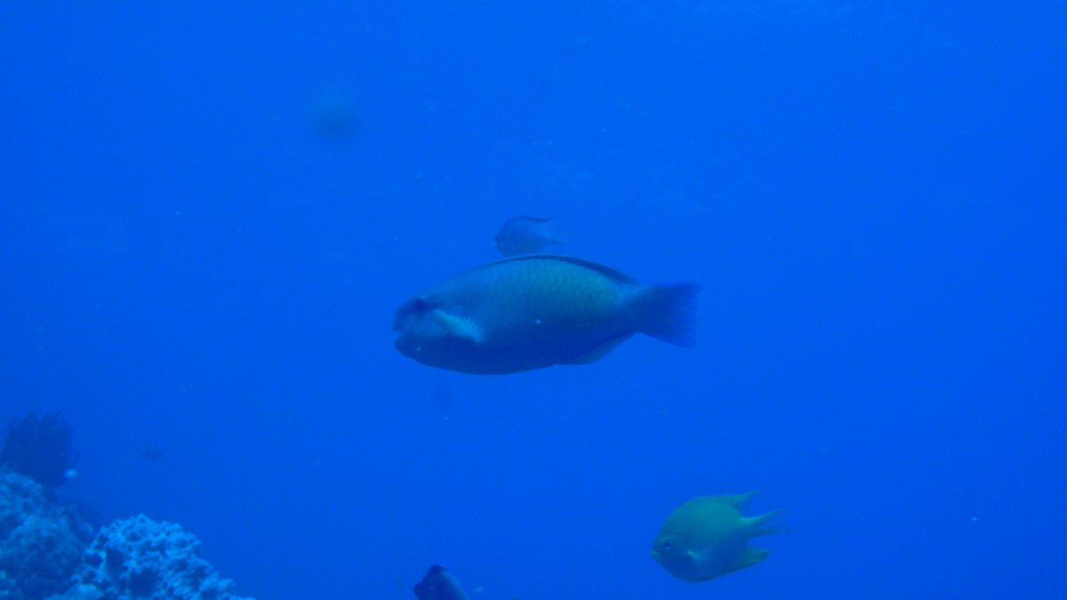 Chlorurus microrhinos