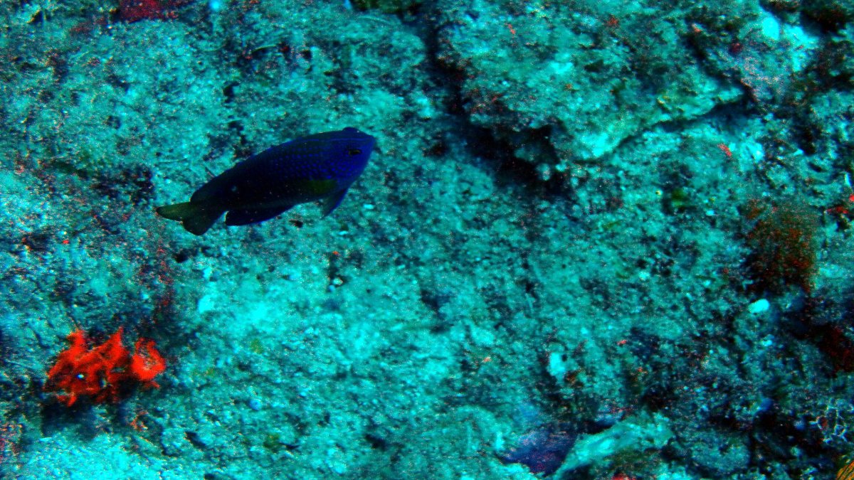 Neoglyphidodon carlsoni