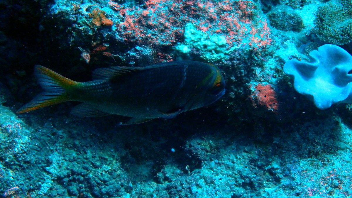 Monotaxis Heterodon