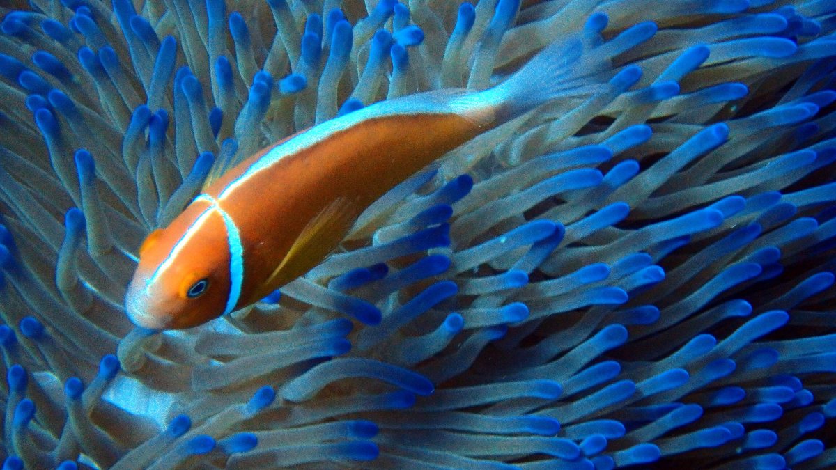 Amphiprion perideraion