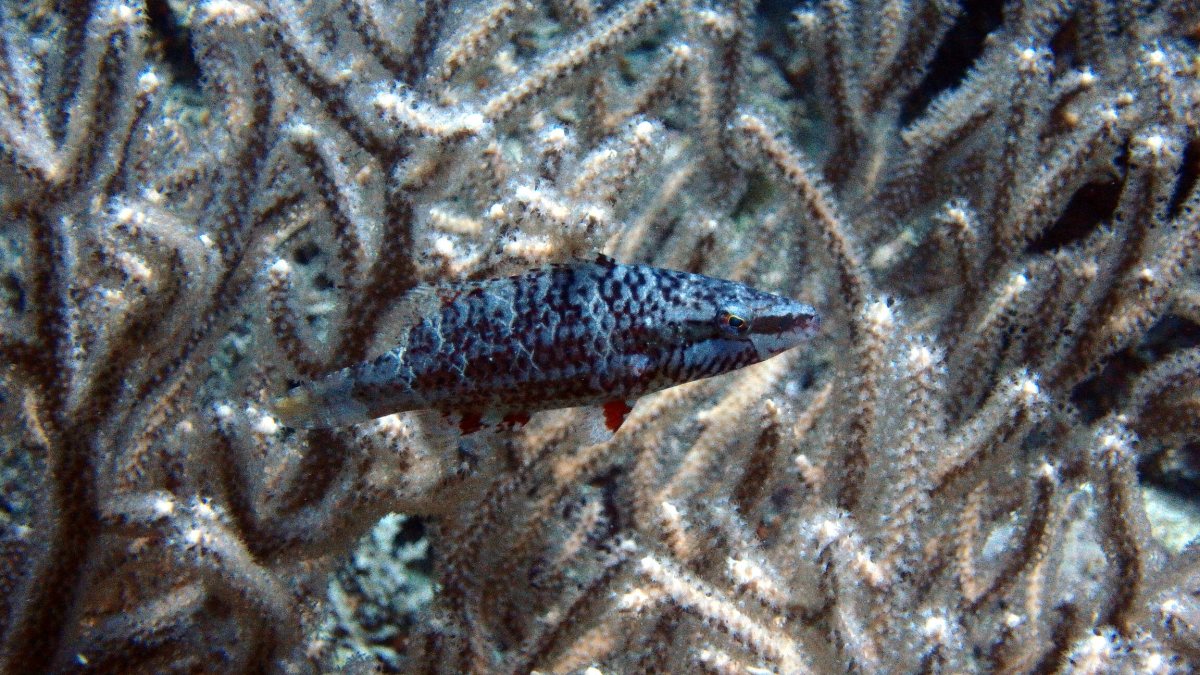 Oxycheilinus arenatus