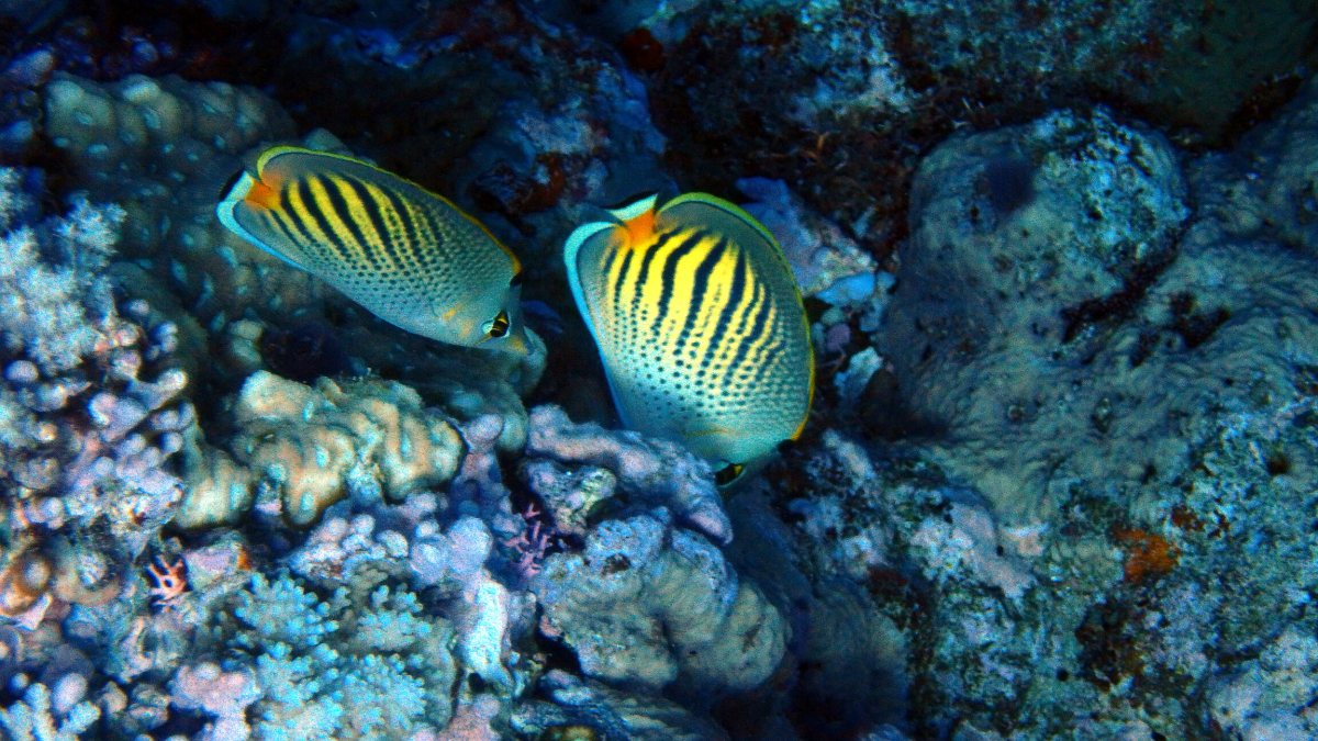 Chaetodon pelewensis