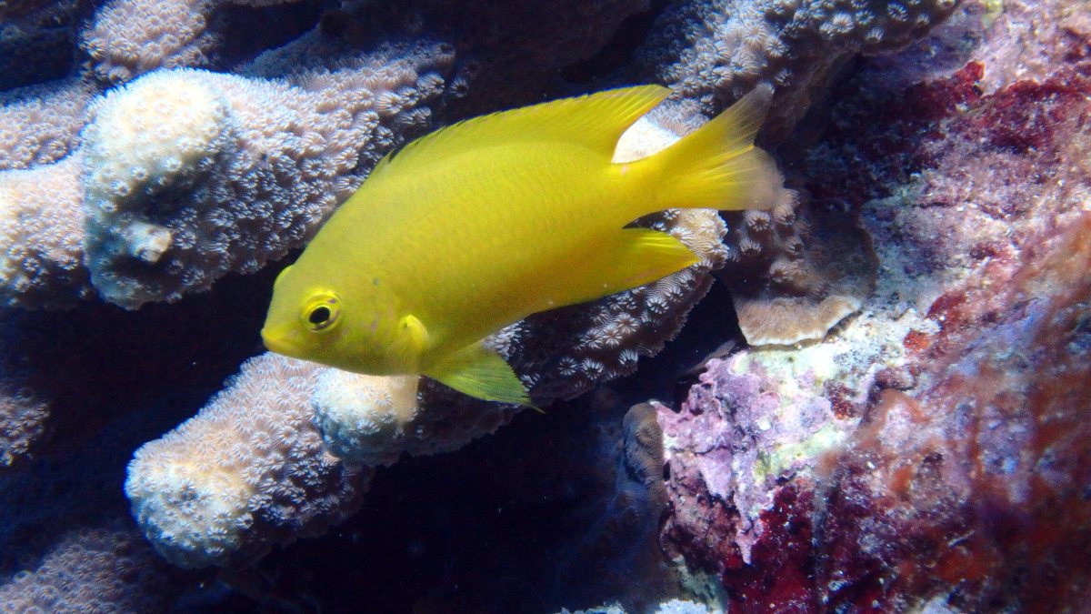 Pomacentrus moluccensis