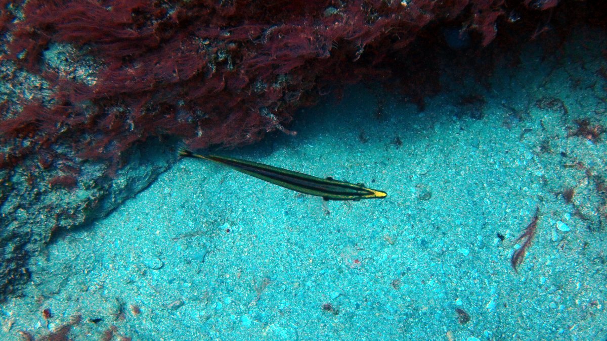 Hologymnosus doliatus