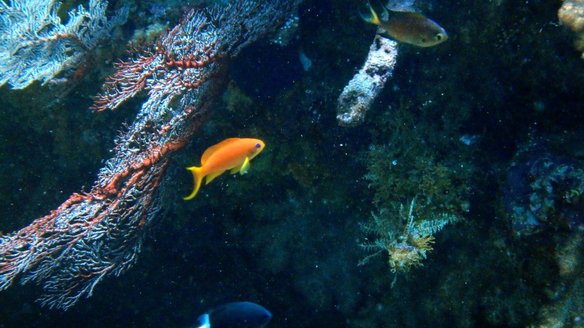 Pseudanthias squamipinnis