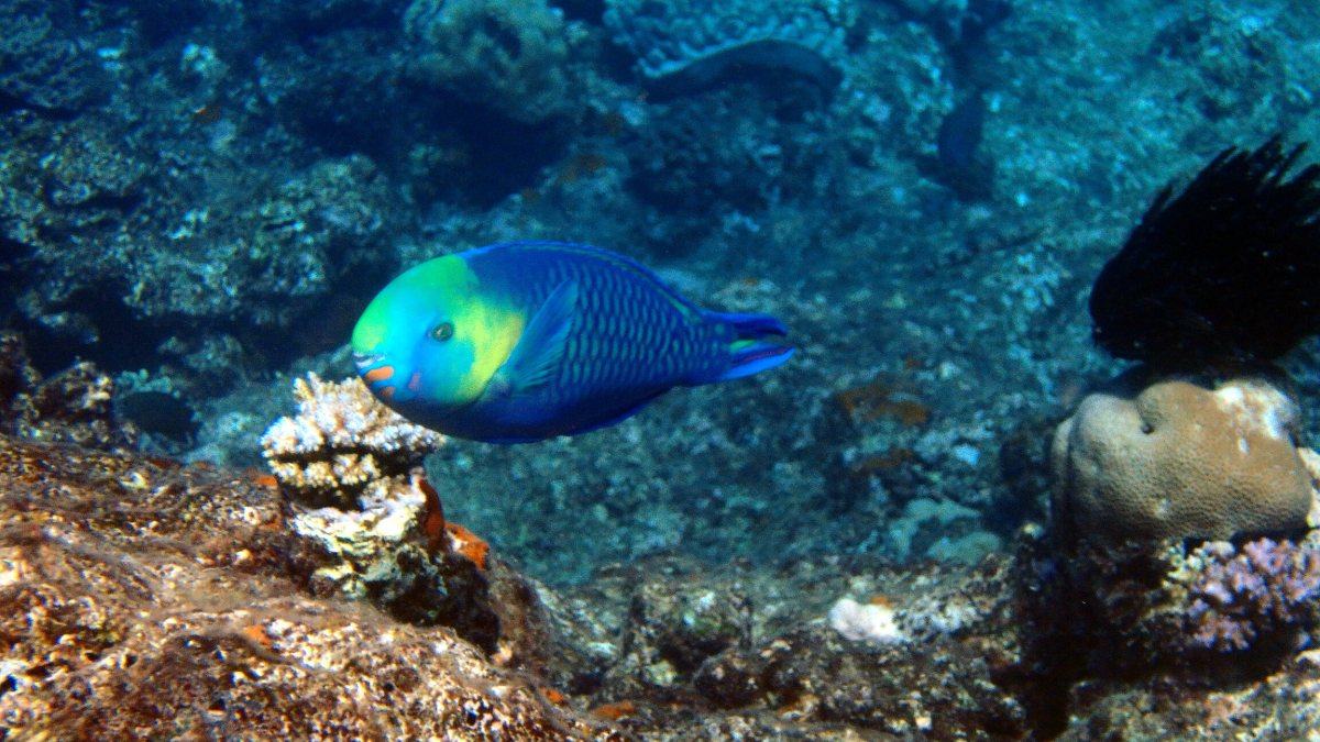 Scarus spinus