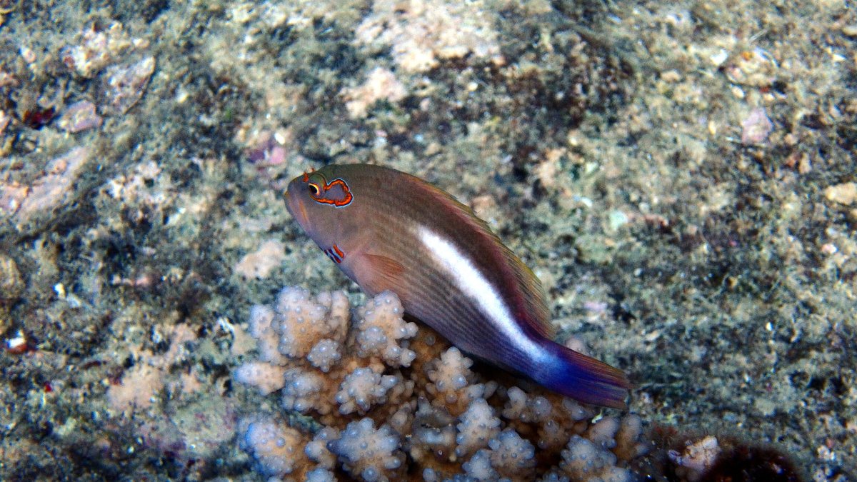 Paracirrhites arcatus