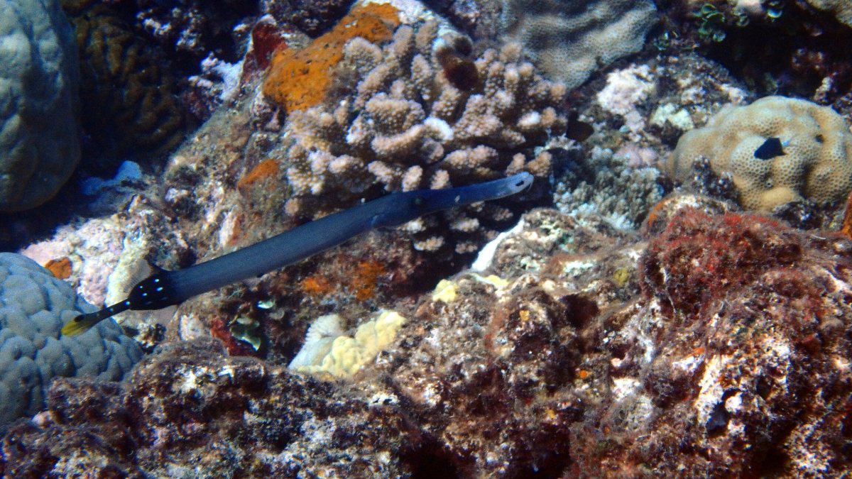 Aulostomus chinensis