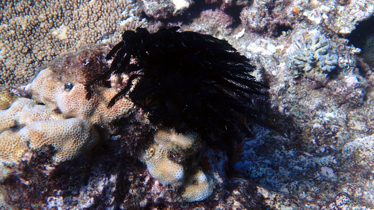Crinoïde