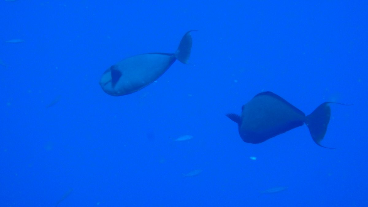 Naso unicornis
