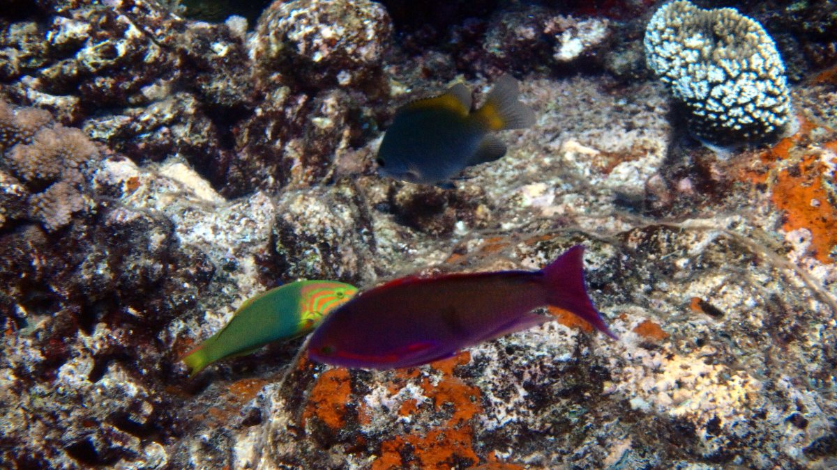 Pseudanthias pascalus