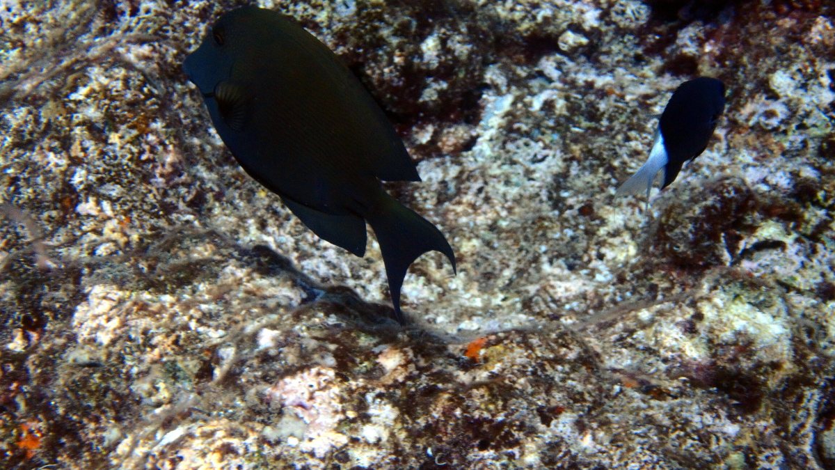 Ctenochaetus striatus